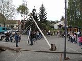 Maibaum038