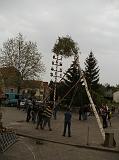 Maibaum039