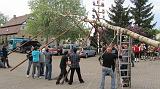 Maibaum025