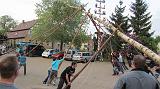 Maibaum027