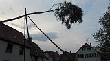 Maibaum032