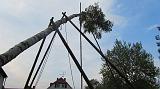 Maibaum035