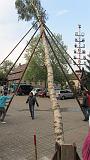 Maibaum036