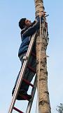Maibaum047