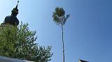 Maibaum049